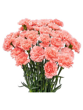 Carnations Flowers